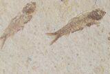 Five Fossil Fish (Knightia) Plate- Wyoming #111248-1